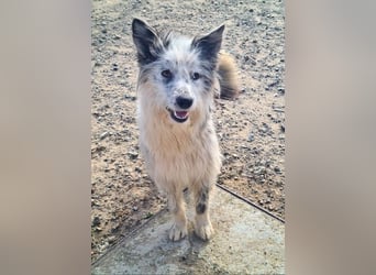 CORINA-freundlich, menschenbezogen, gelehrig, lernfreudig sucht liebevolles Für-immer-Zuhause