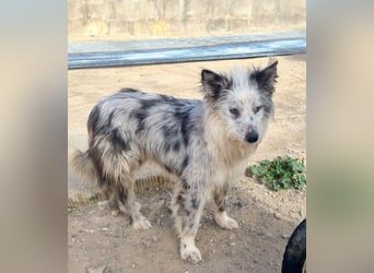 CORINA-freundlich, menschenbezogen, gelehrig, lernfreudig sucht liebevolles Für-immer-Zuhause