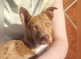 LIPPIZANNO - Kuschelfreund