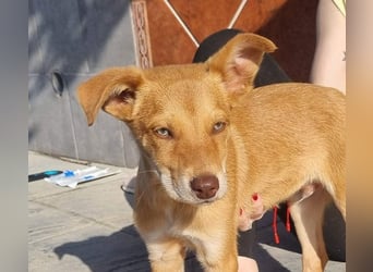 MORGAN – fröhlicher Wirbelwind mit großem Herzen