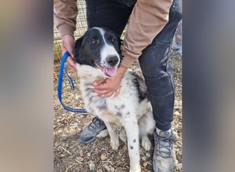 LOLY-fristet im traurigen Tierheimalltag und wünscht sich sehnlichst ein liebevolles Zuhause
