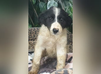 LOLY-fristet im traurigen Tierheimalltag und wünscht sich sehnlichst ein liebevolles Zuhause