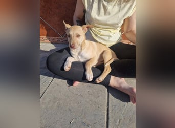 KONIK - kleiner Entdecker