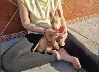 FRISóN - charmant, lebensfroh und neugierig