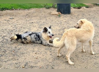 CORINA-freundlich, menschenbezogen, gelehrig, lernfreudig sucht liebevolles Für-immer-Zuhause