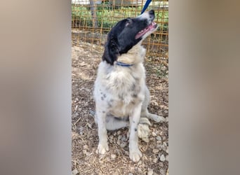 LOLY-fristet im traurigen Tierheimalltag und wünscht sich sehnlichst ein liebevolles Zuhause