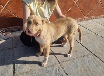 FALABELLA - typischer Jagdhund