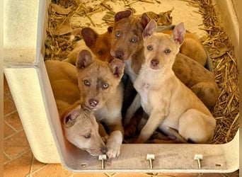 FALABELLA - typischer Jagdhund