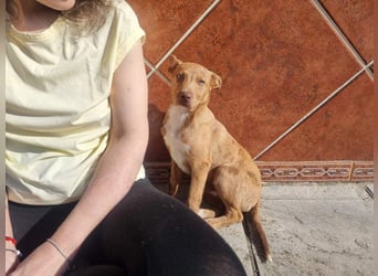 LIPPIZANNO - Kuschelfreund