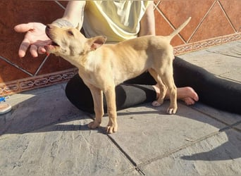 FRISóN - charmant, lebensfroh und neugierig