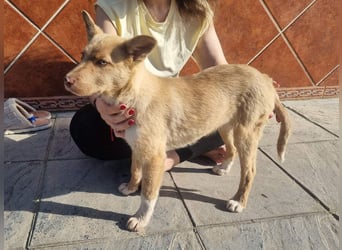 FALABELLA - typischer Jagdhund