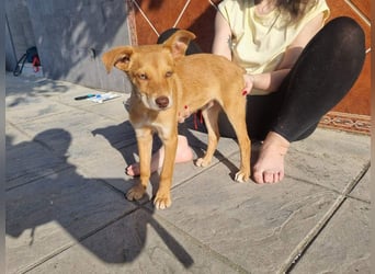 MORGAN – fröhlicher Wirbelwind mit großem Herzen