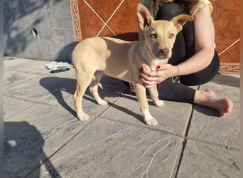 KONIK - kleiner Entdecker