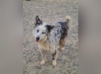 CORINA-freundlich, menschenbezogen, gelehrig, lernfreudig sucht liebevolles Für-immer-Zuhause