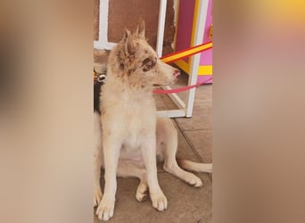 FALABELLA - typischer Jagdhund