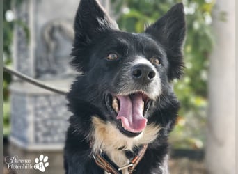 Mayra ist ein verschmuste, menschenbezogene Border Collie Mischlingshündin