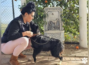 Mayra ist ein verschmuste, menschenbezogene Border Collie Mischlingshündin