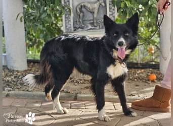 Mayra ist ein verschmuste, menschenbezogene Border Collie Mischlingshündin