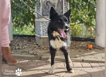 Mayra ist ein verschmuste, menschenbezogene Border Collie Mischlingshündin