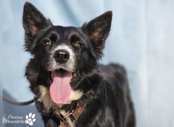 Mayra ist ein verschmuste, menschenbezogene Border Collie Mischlingshündin