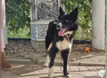 Mayra ist ein verschmuste, menschenbezogene Border Collie Mischlingshündin