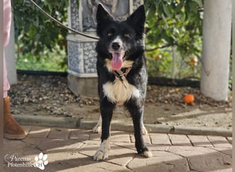 Mayra ist ein verschmuste, menschenbezogene Border Collie Mischlingshündin
