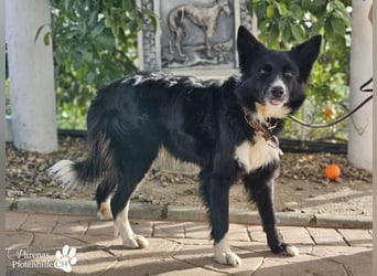 Mayra ist ein verschmuste, menschenbezogene Border Collie Mischlingshündin
