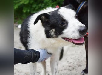 Ben, entzückender Border-Collie Mix