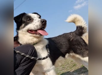 Ben, entzückender Border-Collie Mix