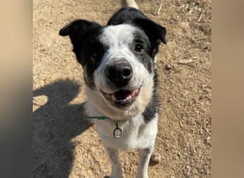 Ben, entzückender Border-Collie Mix