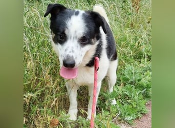 Ben, entzückender Border-Collie Mix