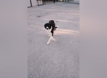 wunderschöner Border Collie- Mix Nora