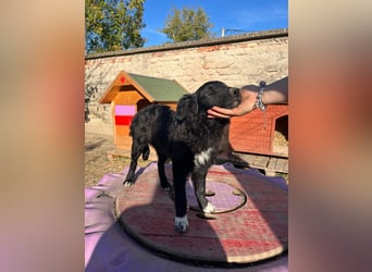 verspielter Charlie