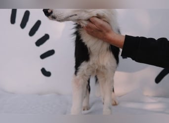 süßer Border Collie- Mix Finn