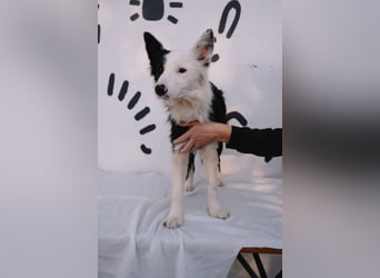 süßer Border Collie- Mix Finn