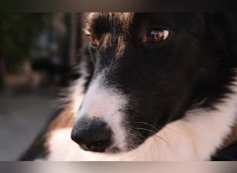 wunderschöner Border Collie- Mix Nora