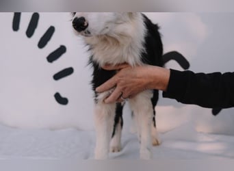 süßer Border Collie- Mix Finn