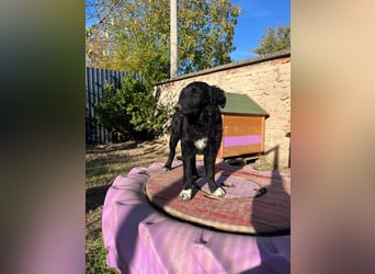 verspielter Charlie