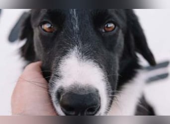 wunderschöner Border Collie- Mix Nora
