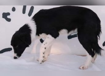 wunderschöner Border Collie- Mix Nora