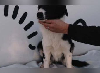 wunderschöner Border Collie- Mix Nora