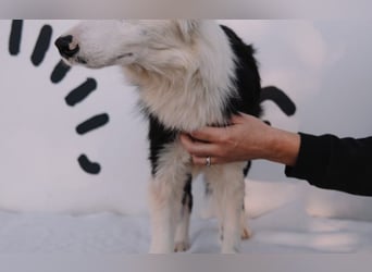 süßer Border Collie- Mix Finn