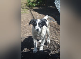 LARA - ein Wirbelwind sucht Familie LARA - ein Wirbelwind sucht Familie