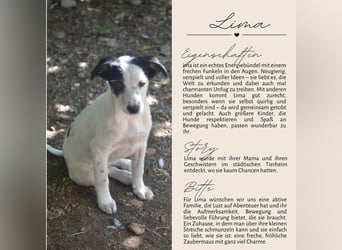 LIMA - fröhliche Zaubermaus sucht Familie LIMA - fröhliche Zaubermaus sucht Familie