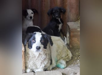 LAYKA - freundliche Hündin sucht ein Zuhause LAYKA - freundliche Hündin sucht ein Zuhause