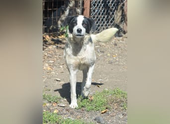 LAYKA - freundliche Hündin sucht ein Zuhause LAYKA - freundliche Hündin sucht ein Zuhause
