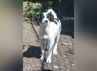 LARA - ein Wirbelwind sucht Familie LARA - ein Wirbelwind sucht Familie