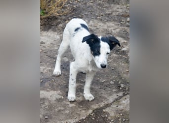 LIMA - fröhliche Zaubermaus sucht Familie LIMA - fröhliche Zaubermaus sucht Familie