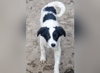 LARA - ein Wirbelwind sucht Familie LARA - ein Wirbelwind sucht Familie