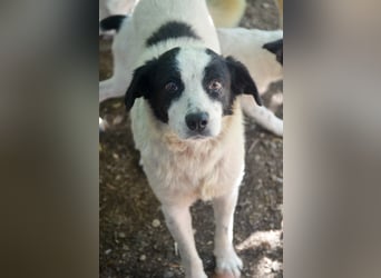 LAYKA - freundliche Hündin sucht ein Zuhause LAYKA - freundliche Hündin sucht ein Zuhause